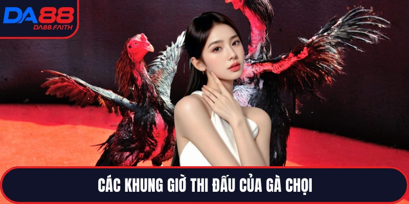 Các khung giờ thi đấu của gà chọi