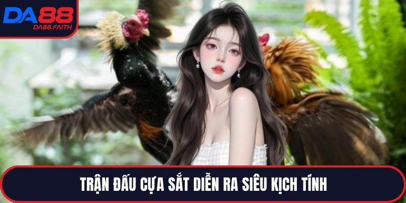 Trận đấu cựa sắt diễn ra siêu kịch tính